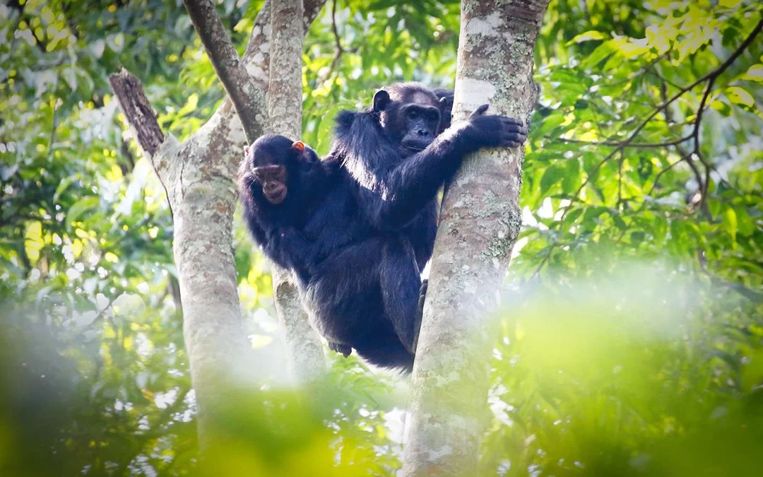 Kibale Chimp Tracking Uganda