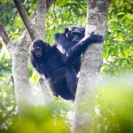 Kibale Chimp Tracking Uganda