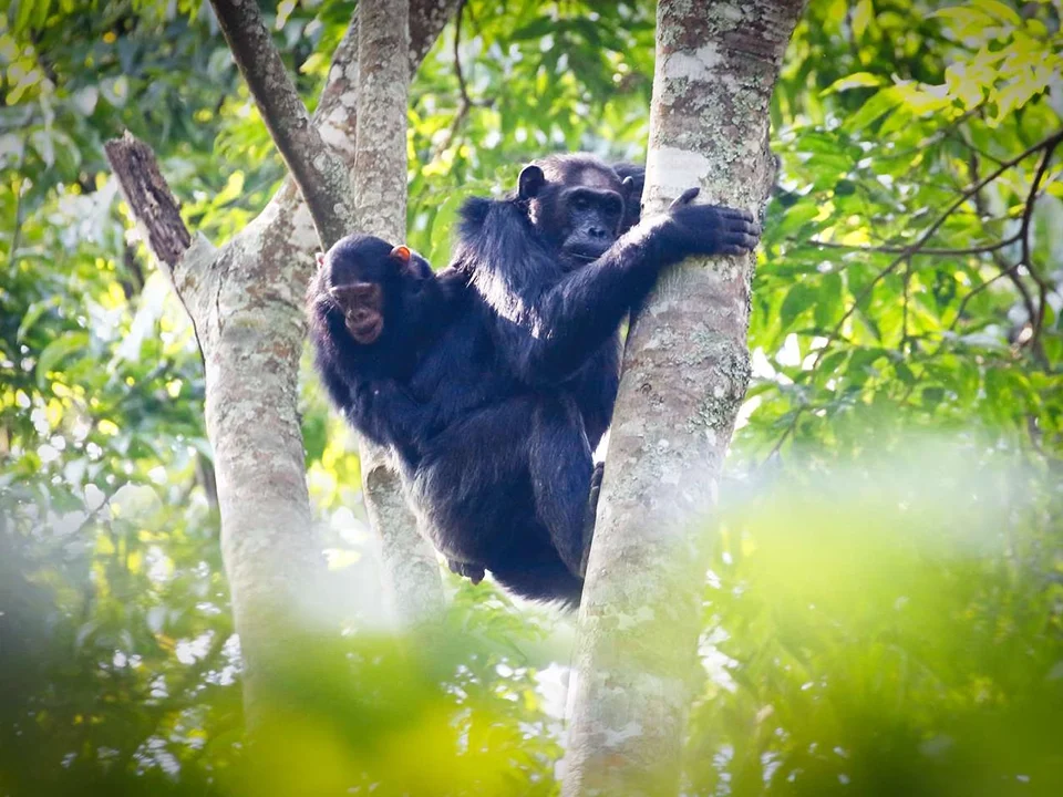 Kibale Chimp Tracking Uganda