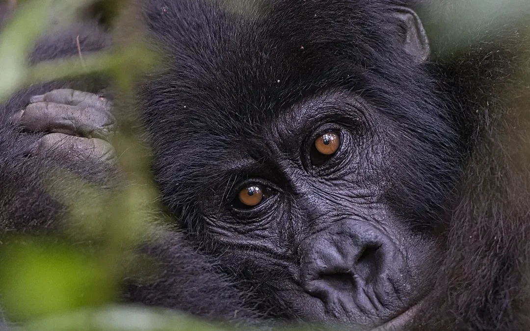 Watching Mountain Gorillas in Bwindi Forest