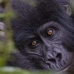 Watching Mountain Gorillas in Bwindi Forest