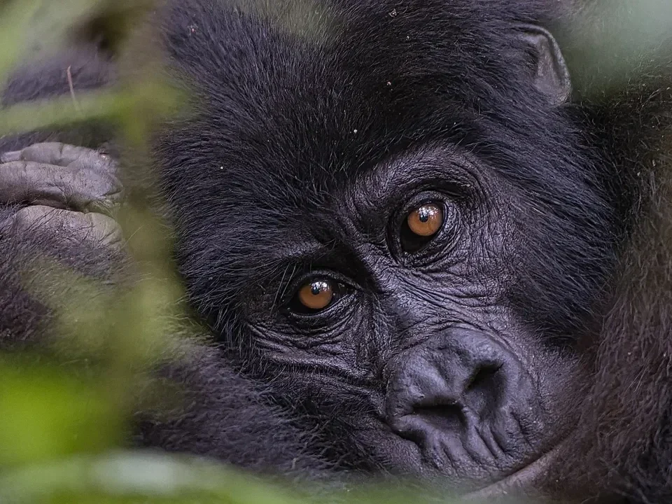 Watching Mountain Gorillas in Bwindi Forest