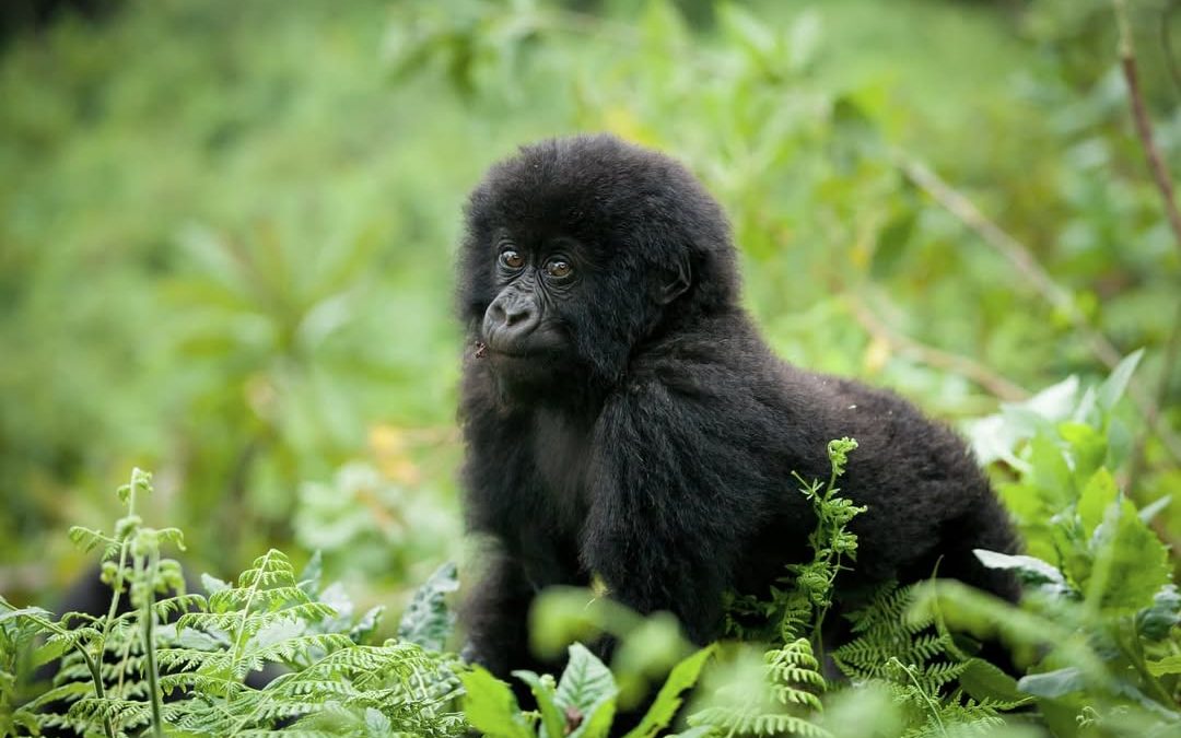 Is Gorilla Trekking Difficult Or Easy