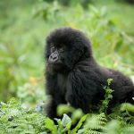 Is Gorilla Trekking Difficult Or Easy
