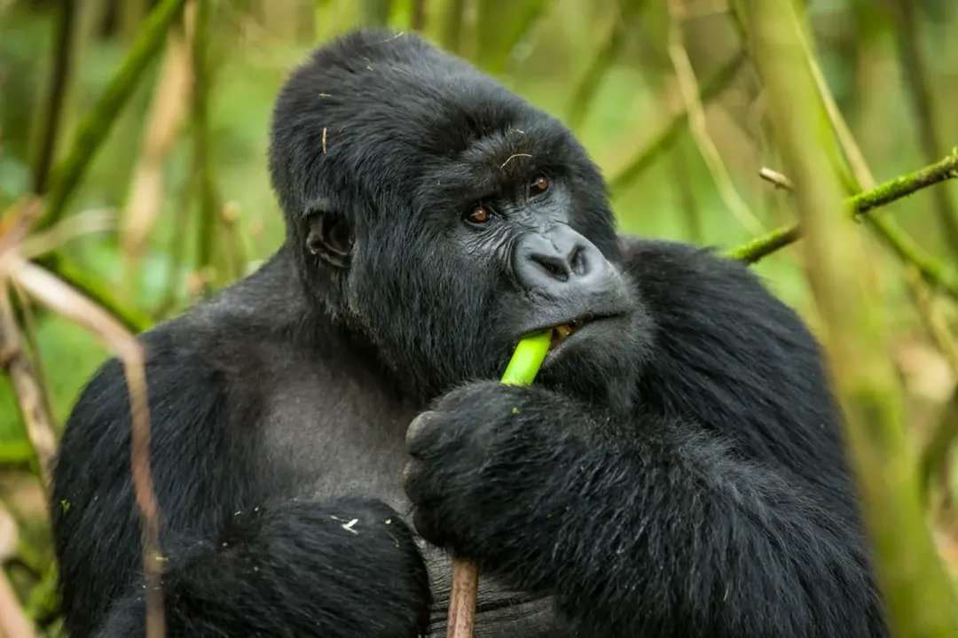 Gorilla Trekking in Bwindi Impenetrable Forest
