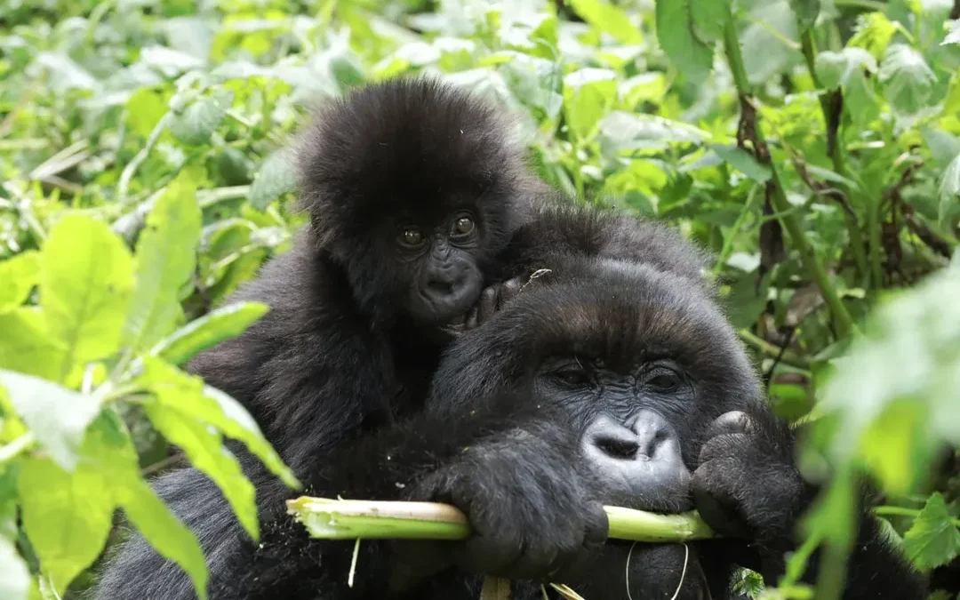 Watching Mountain Gorillas in Bwindi