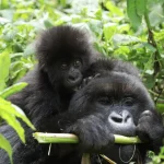 Watching Mountain Gorillas in Bwindi