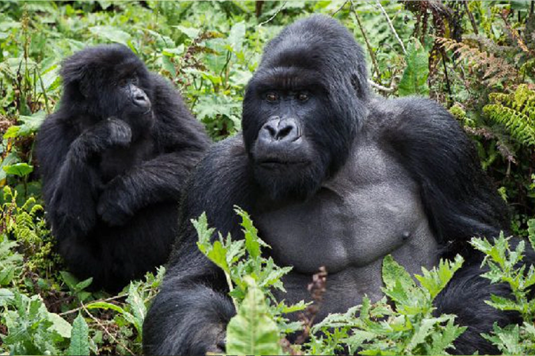 Rwanda gorilla family in Volcanoes National Park