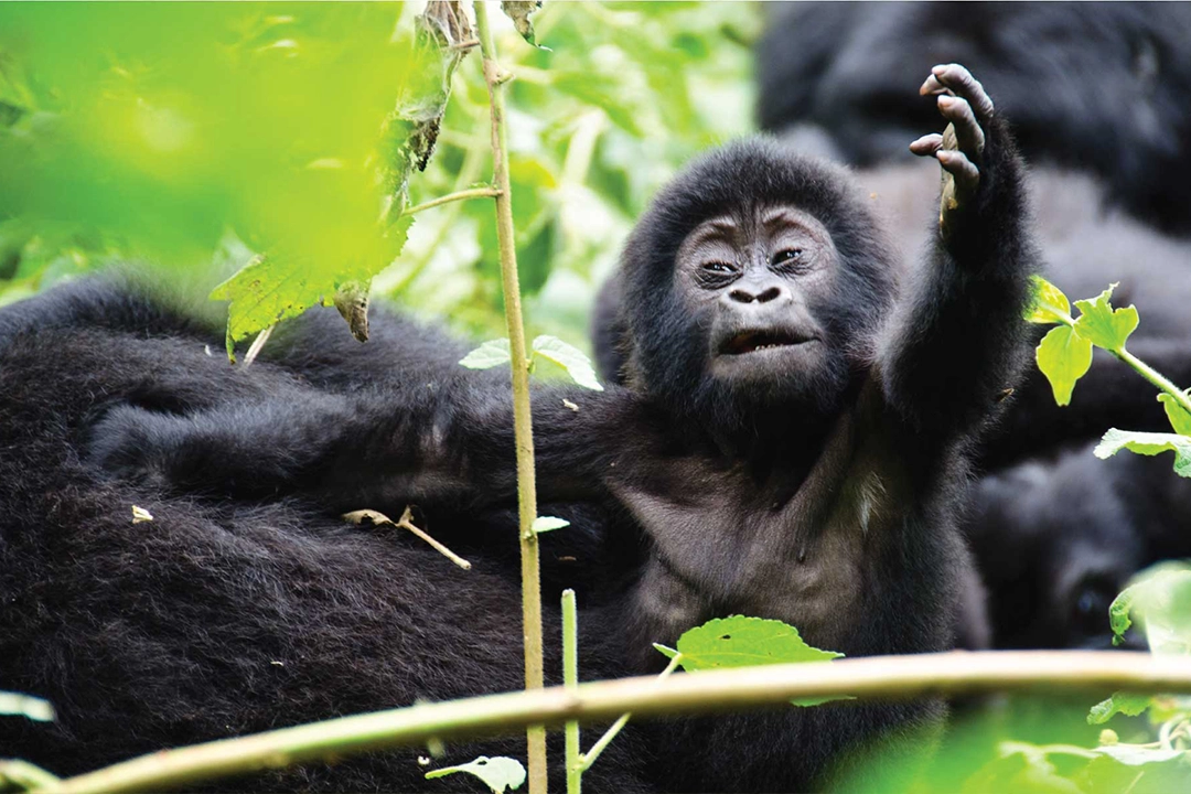 Gorilla Families In Rwanda
