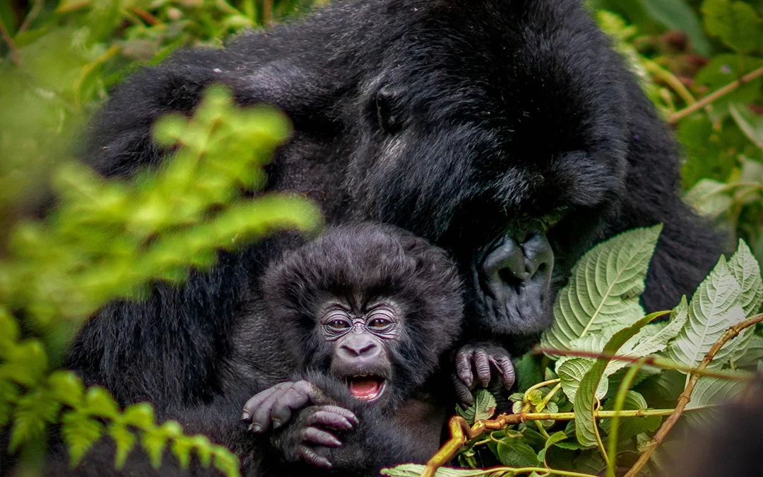 Gorilla Families in Rwanda | Gorilla Trekking Guide