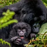 Gorilla Families in Rwanda | Gorilla Trekking Guide
