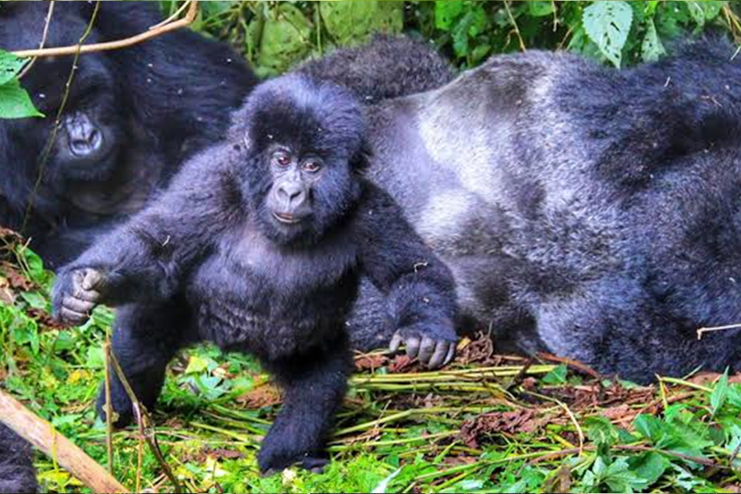 Hirwa Gorilla Family in Rwanda’s Volcanoes National Park