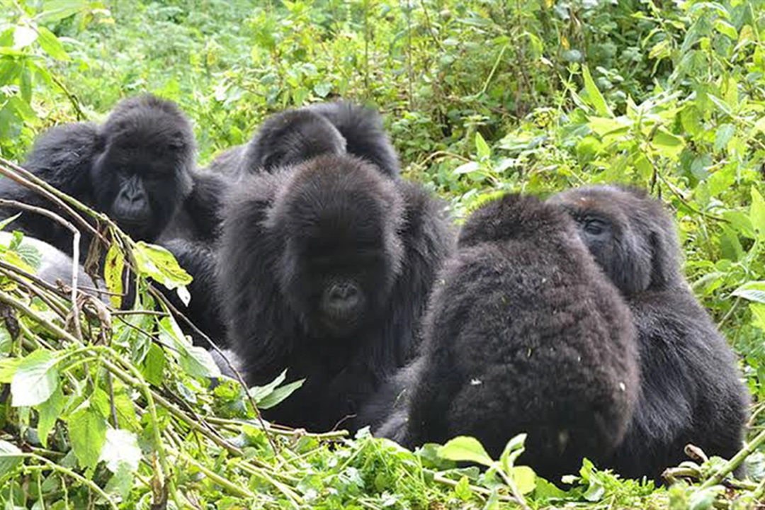 Karisimbi Family 