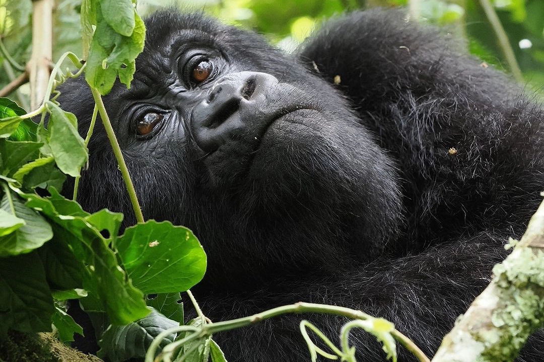 Rwanda Gorilla Families