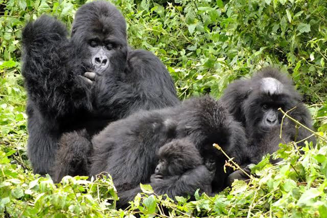 Gorilla Families In Rwanda