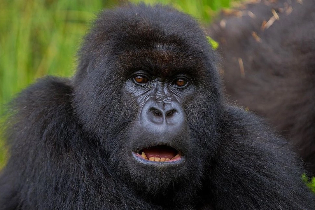Gorilla Families In Rwanda
