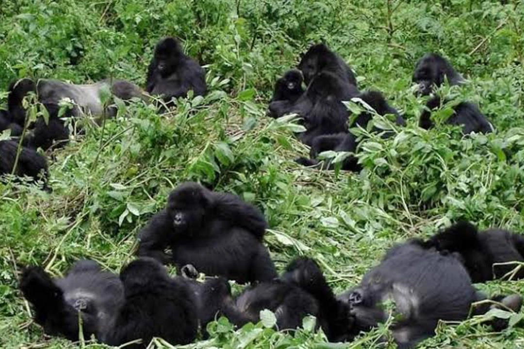 Ugenda Gorilla Group