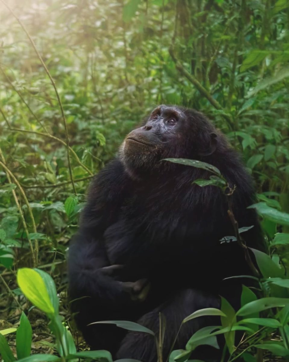 Why A Primate Safari