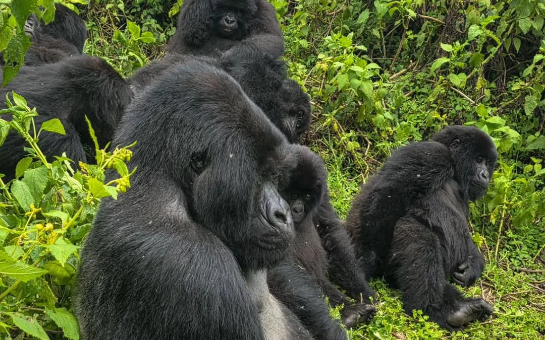 Why A Primate Safari