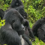 Why A Primate Safari