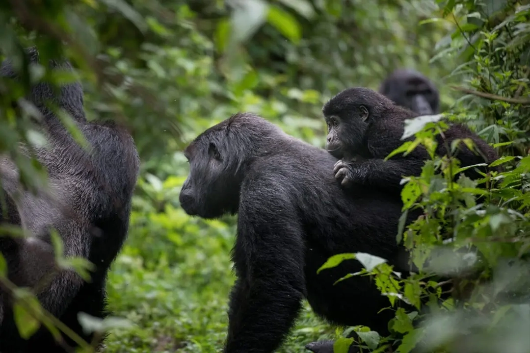 Mountain gorilla in Uganda during gorilla trekking