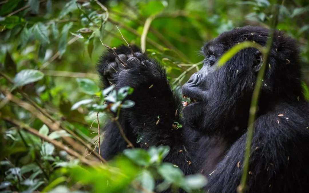10 Reasons Why Choose Uganda for Gorilla Trekking