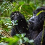 10 Reasons Why Choose Uganda for Gorilla Trekking