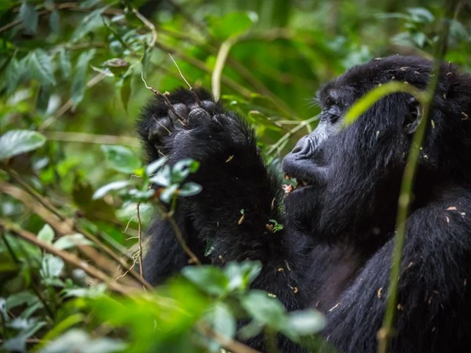 10 Reasons Why Choose Uganda for Gorilla Trekking