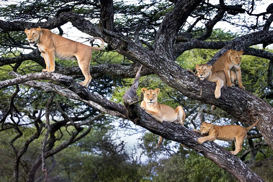 10 Reasons Why Choose Uganda for Gorilla Trekking