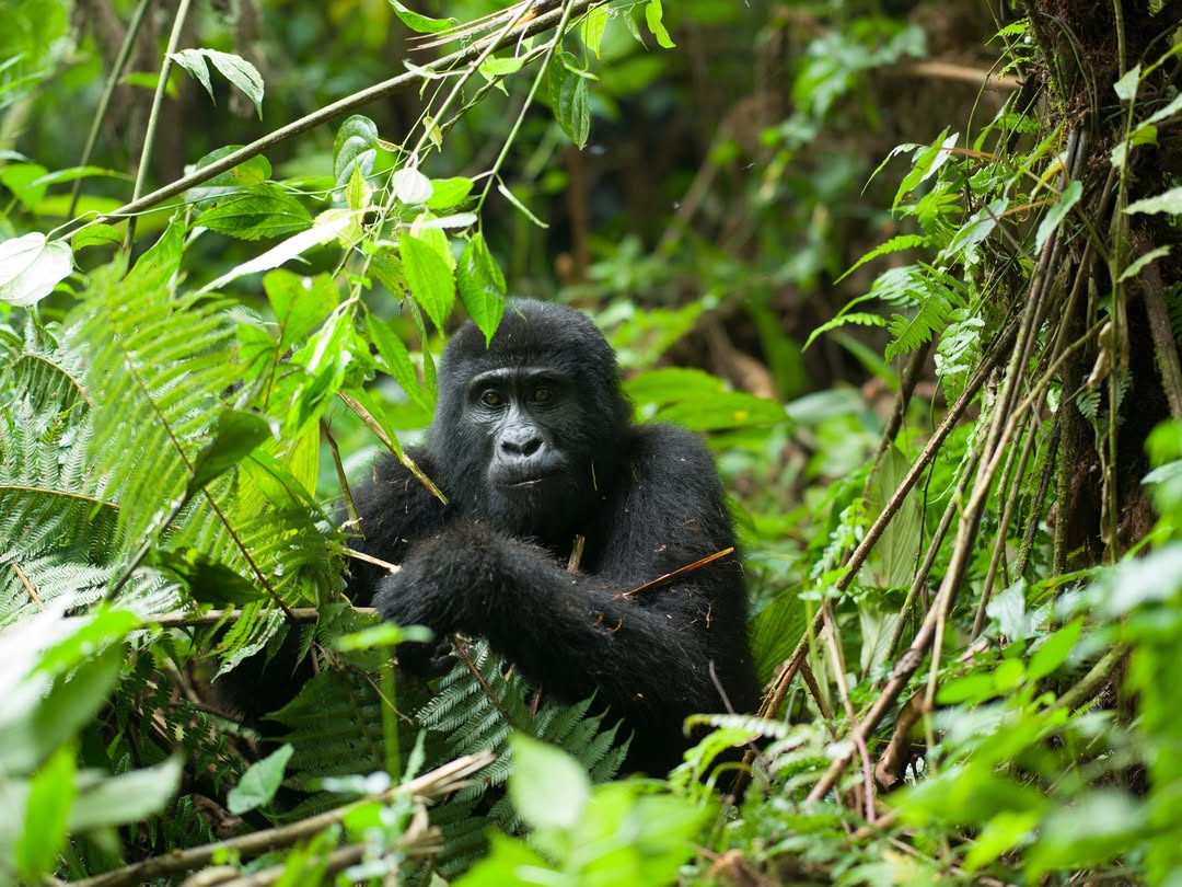 Gorilla Trekking Price