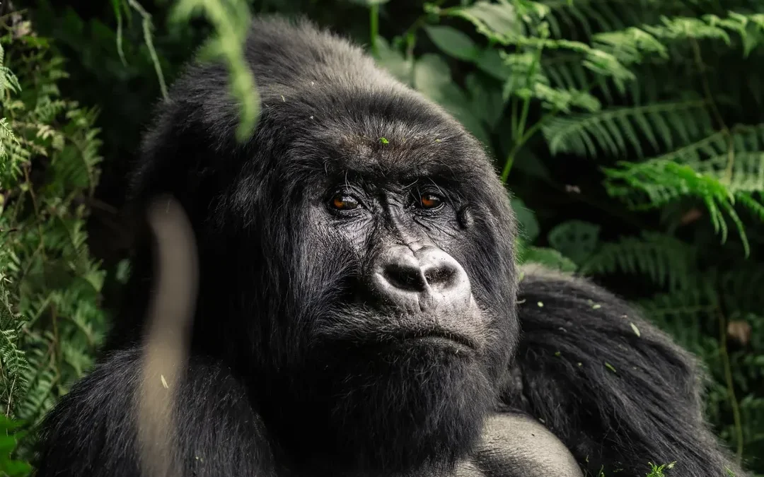 Gorilla Trekking Price
