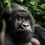Gorilla Trekking Price