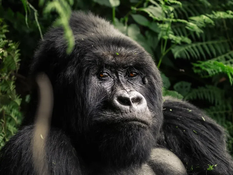 Gorilla Trekking Price