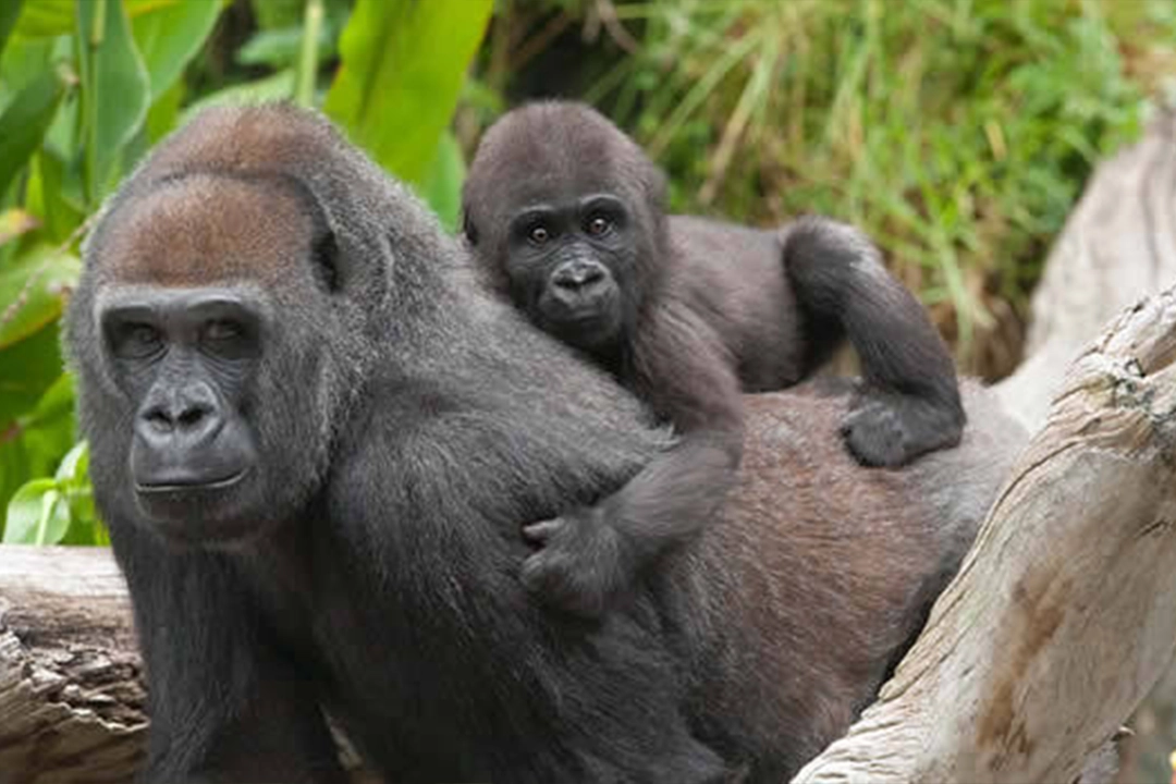 Mountain gorilla in Virunga National Park, Congo