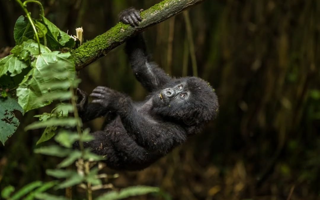 Where to go Gorilla Trekking