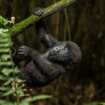 Where to go Gorilla Trekking