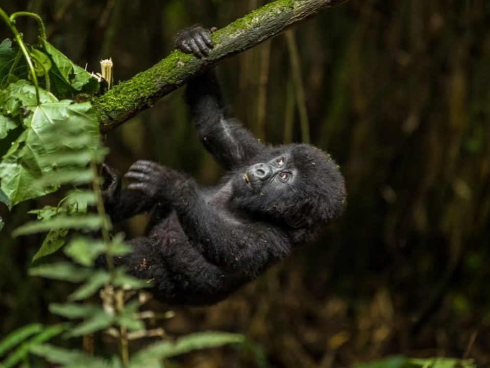 Where to go Gorilla Trekking