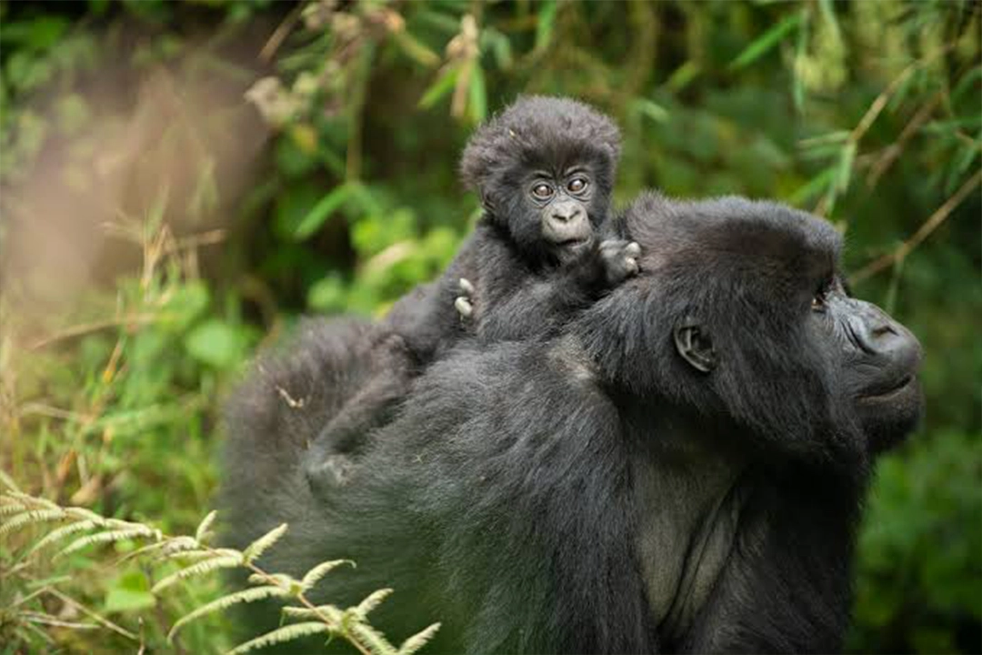 Mountain gorilla carrying its baby on its back in Bwindi Forest