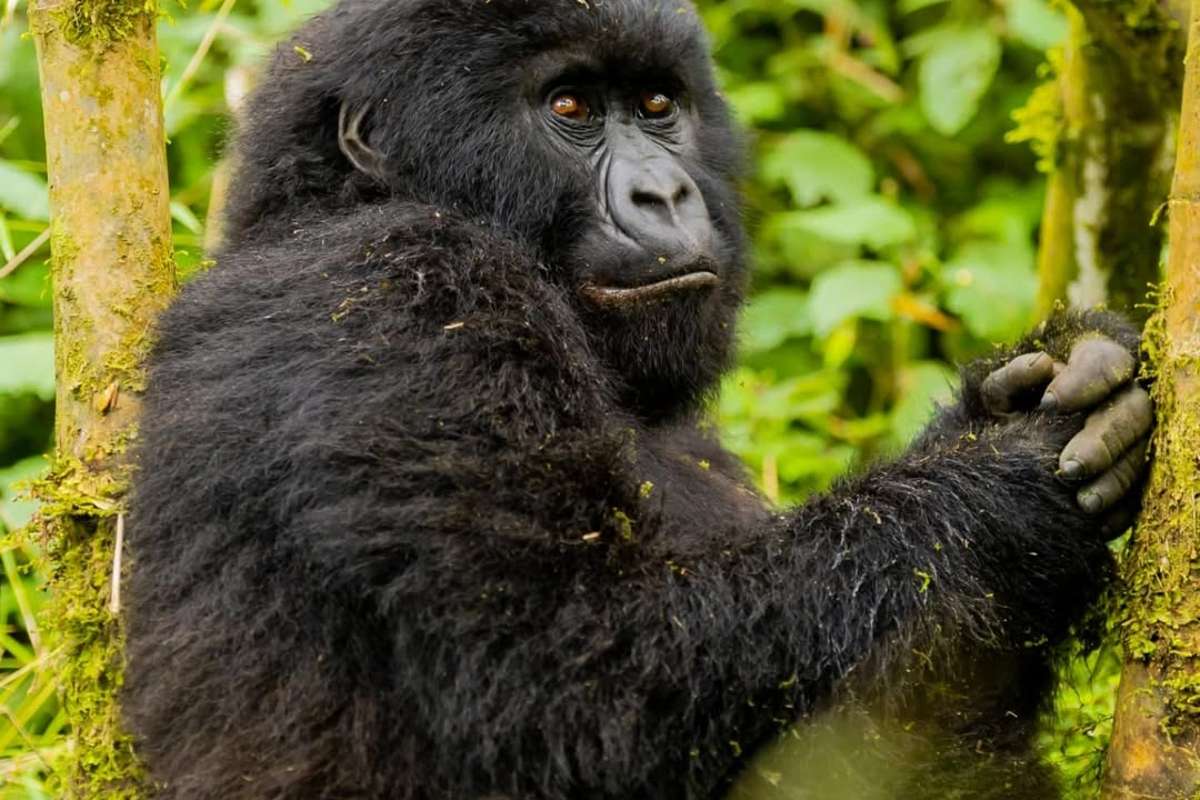 Where to go Gorilla Trekking