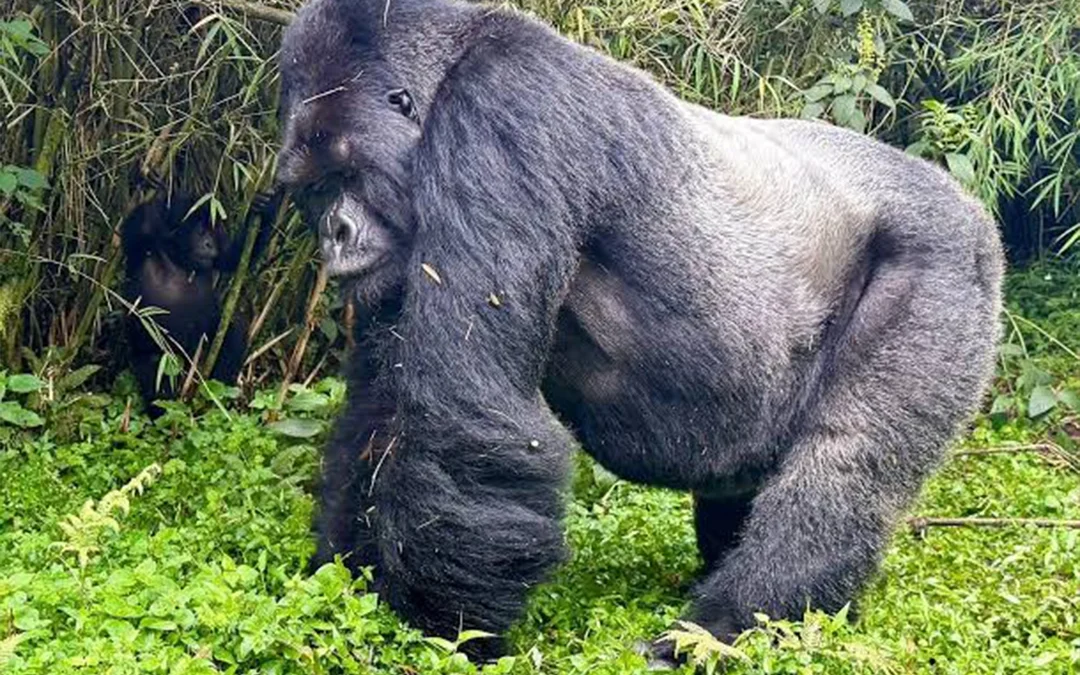 What do Gorillas Eat