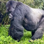 What do Gorillas Eat