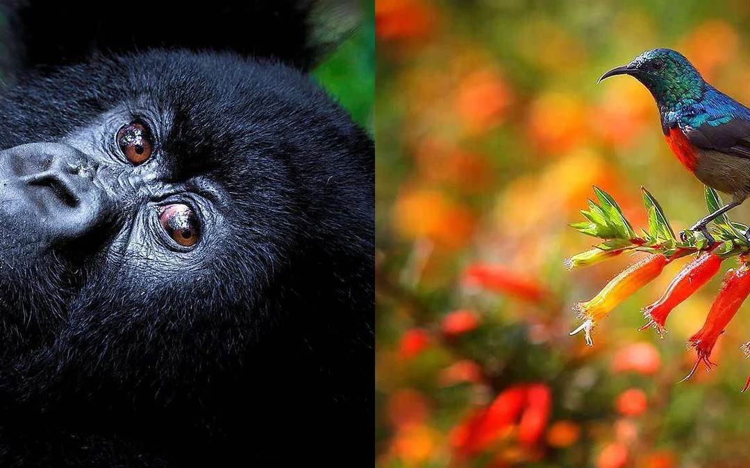 What age is recommended for Gorilla Trekking
