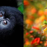 What age is recommended for Gorilla Trekking