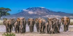 10 Days Kenya Fly-In Safari