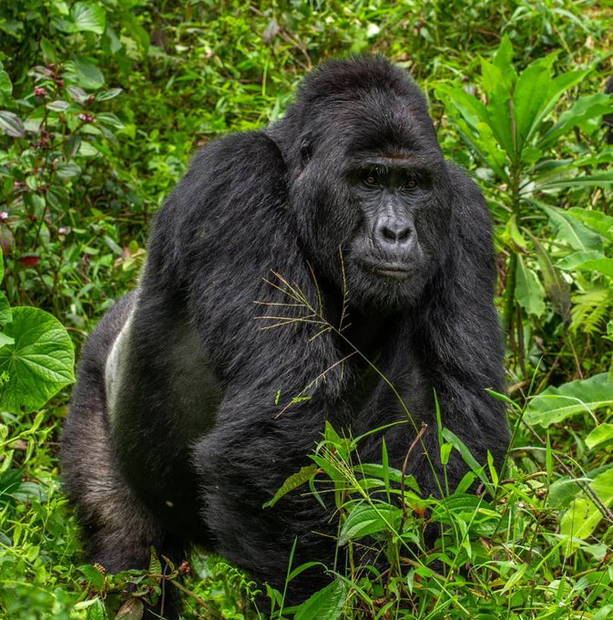 Luxury Gorilla Rwanda Trek (3 Day Safari)