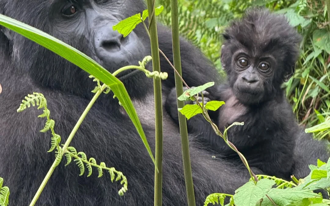 How to Get a Gorilla Trekking Permit in Uganda