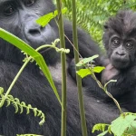 How to Get a Gorilla Trekking Permit in Uganda