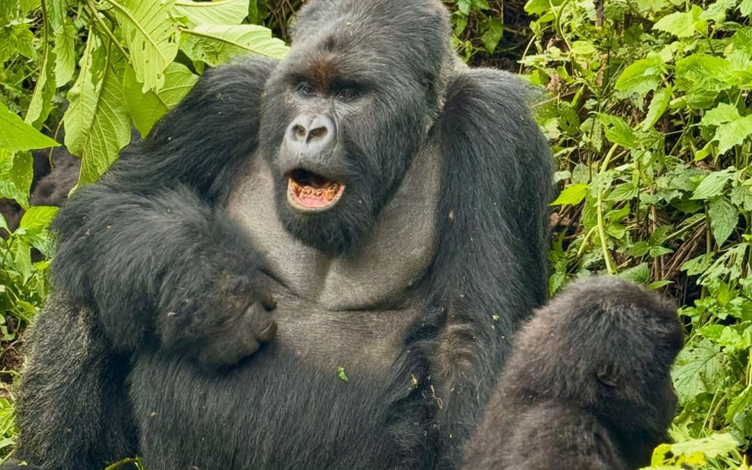 The Utimate Guide to Gorilla Trekking in Uganda