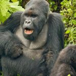 The Utimate Guide to Gorilla Trekking in Uganda