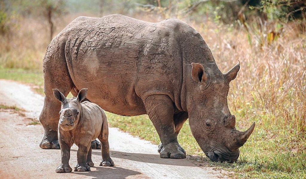 1 Day Ziwa Rhino Tracking